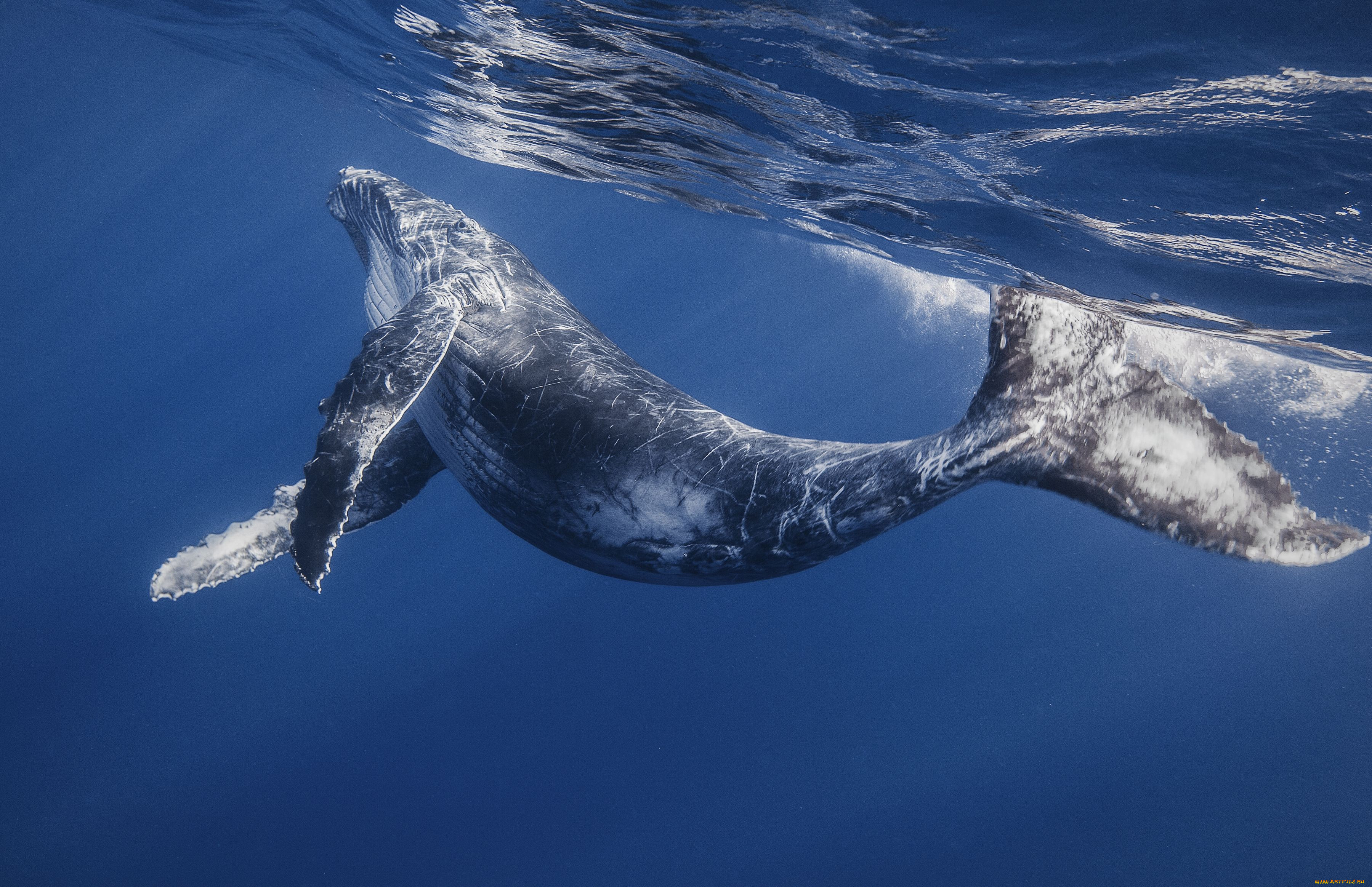 Whales water. Горбатый кит. Горбатый кит в океане. Млекопитающие морские животные кит. Горбач синий кит Кашалот.